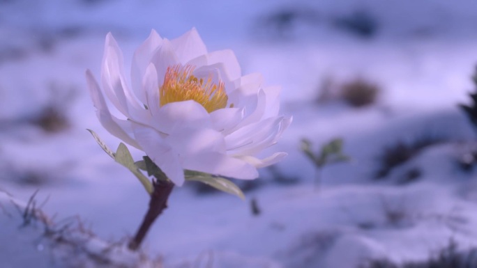 天山雪莲开花雪中仙子