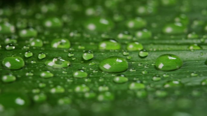 水滴滴在绿色植物上