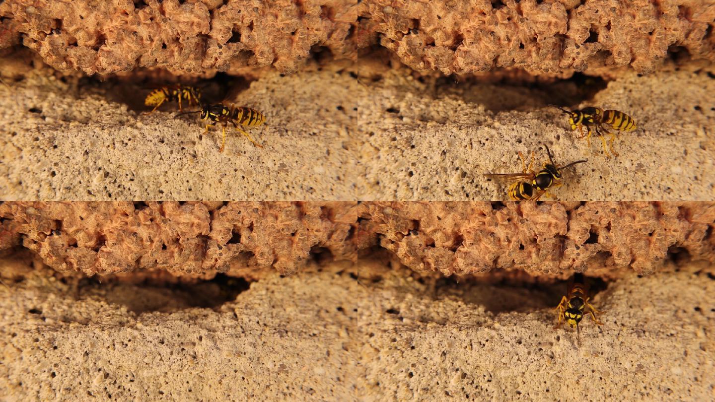 一群黄蜂成群结队地从巢中出来