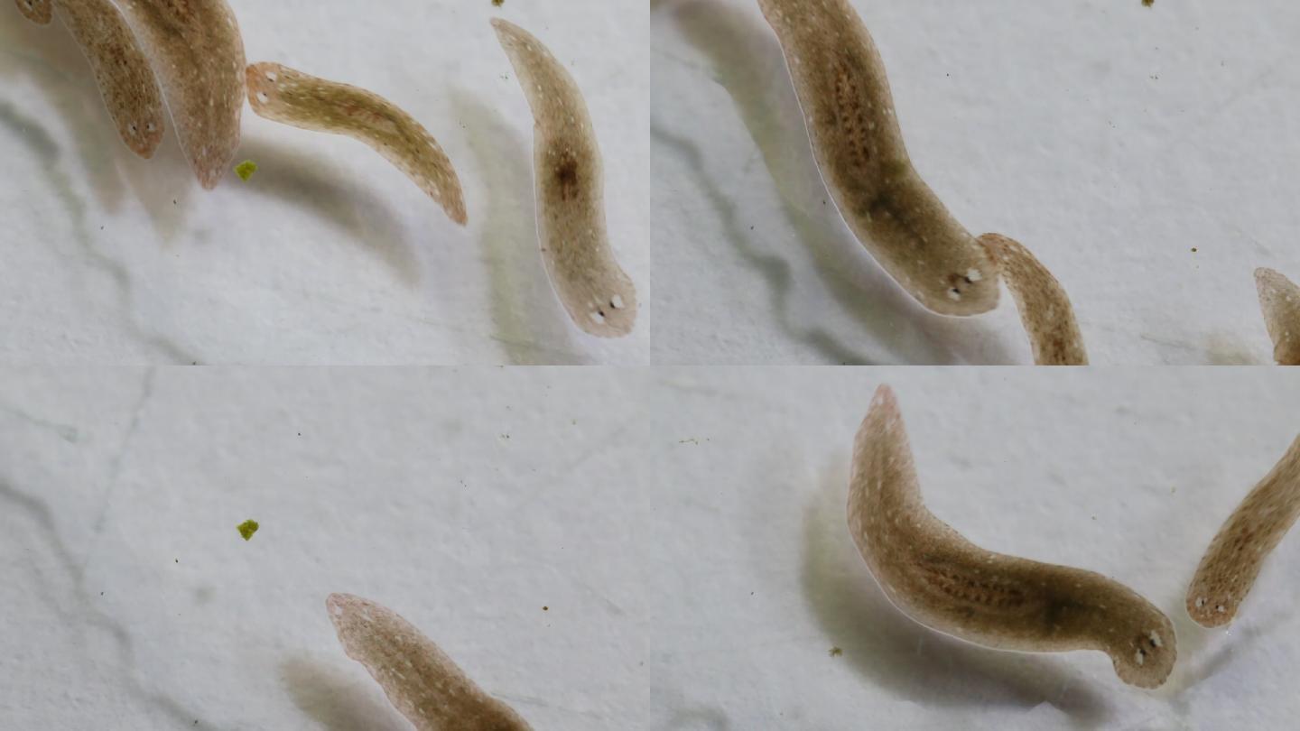 显微镜下的扁形虫新生命爬行科学