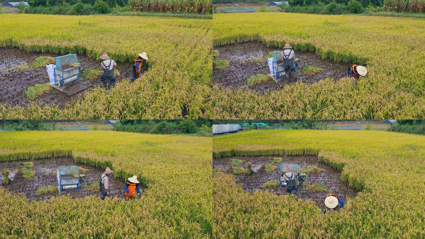 稻田里收割稻谷