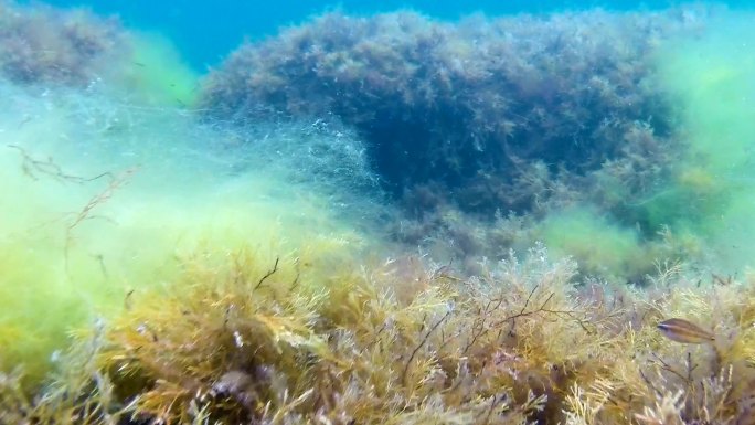 海藻上的各种沉水苔藓