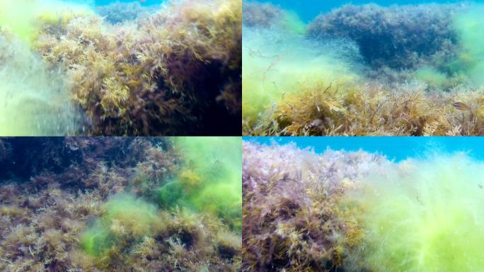 海藻上的各种沉水苔藓