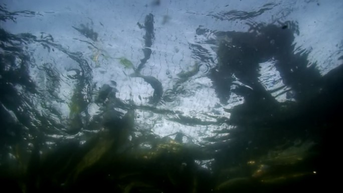 贝加尔湖渔网中的活鱼的水下拍摄。