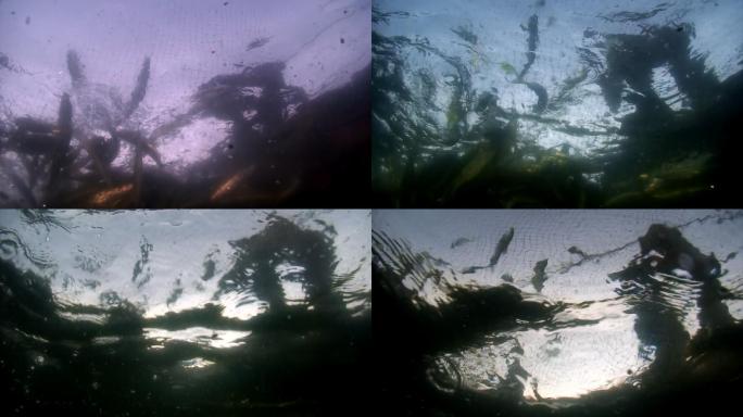 贝加尔湖渔网中的活鱼的水下拍摄。