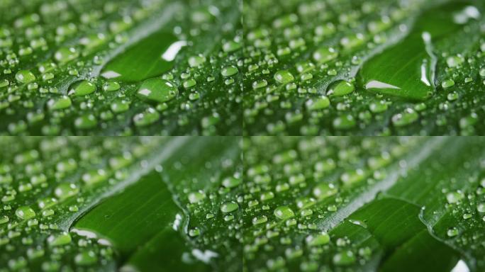 水滴浸泡的植物水珠叶片叶子露珠露水