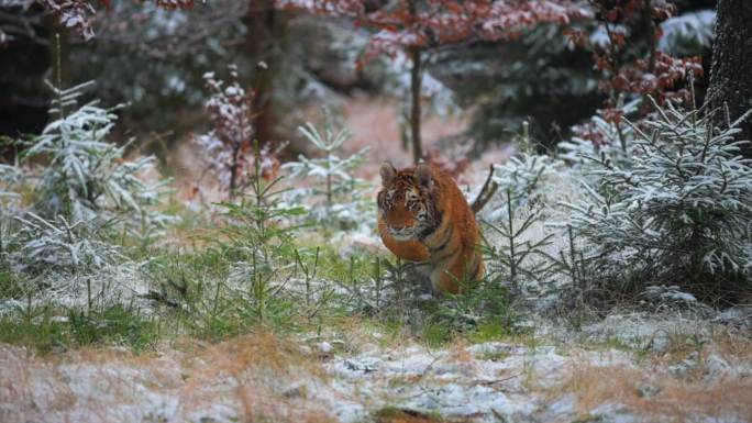 冬季森林中的虎西伯利亚虎濒危物种自然条件