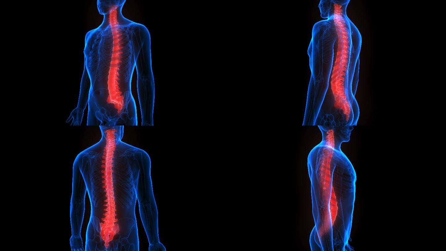 人体骨骼系统脊柱解剖学