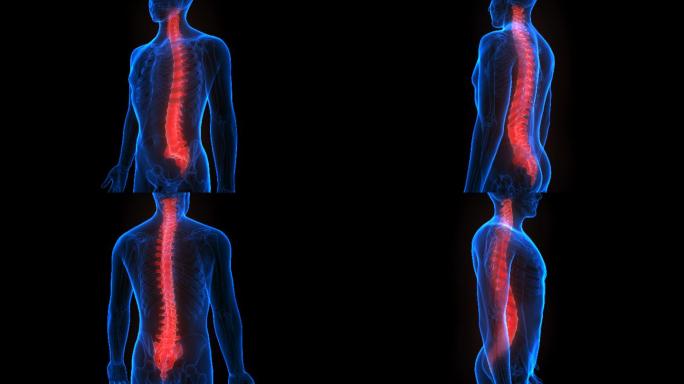 人体骨骼系统脊柱解剖学