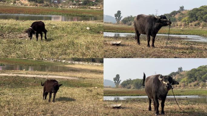 黑牛和小黑牛警惕对视拍摄者