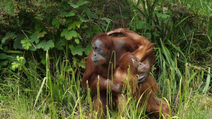 红毛猩猩野生动物世界国家保护大自然非洲