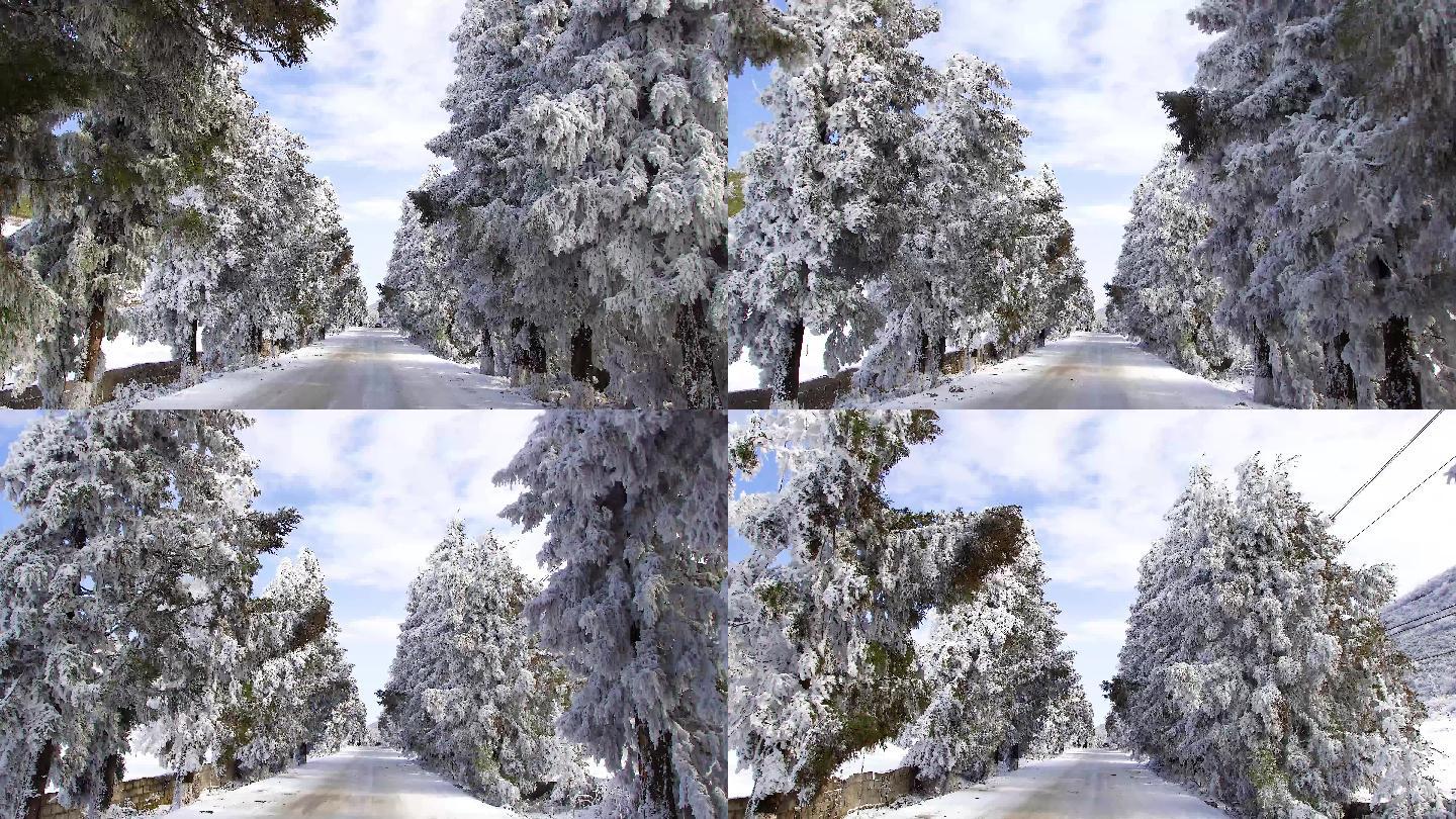被积雪覆盖的路面和两边有积雪的树