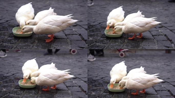 可爱鸭子吃东西