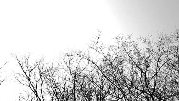 黑白意境树枝
