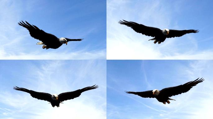 秃鹰在空中飞行特写