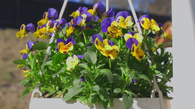 挂着黄紫色堇型花的吊篮的美丽景色