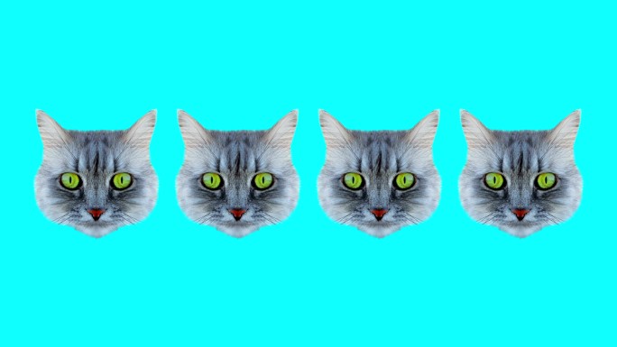 猫猫头抽象背景猫头抽象背景搞笑可爱