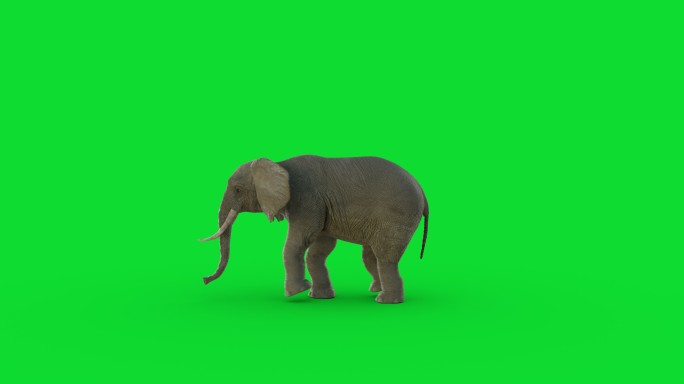绿色屏幕上的3D大象动画和超现实渲染