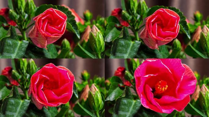 盛开的红色芙蓉花实拍花开生长绽放延时视频