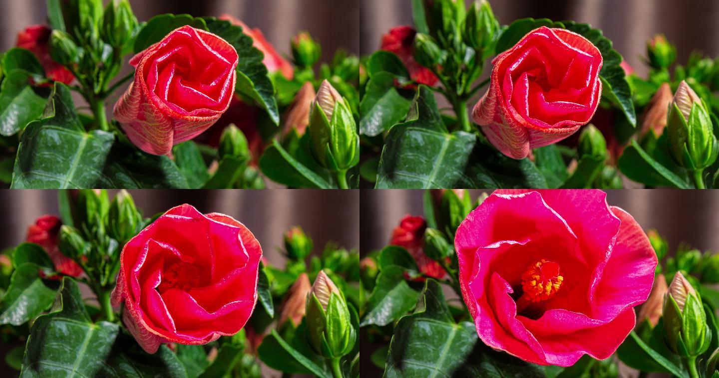盛开的红色芙蓉花实拍花开生长绽放延时视频