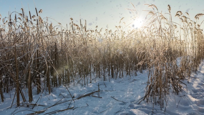 冬季场景飘落寒冷积雪