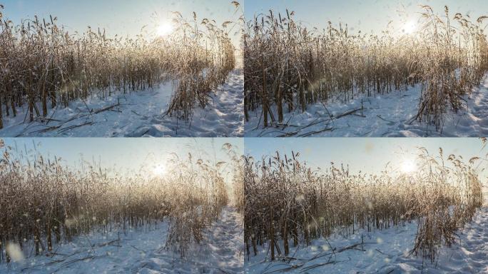 冬季场景飘落寒冷积雪