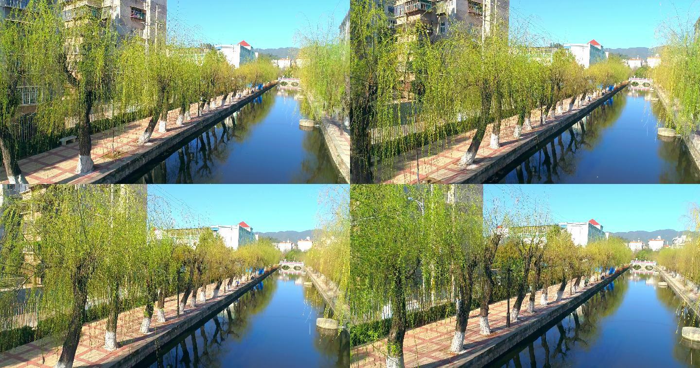 春天到来时河边的柳树