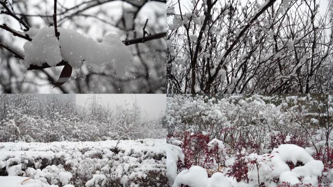 暴风雪雪景