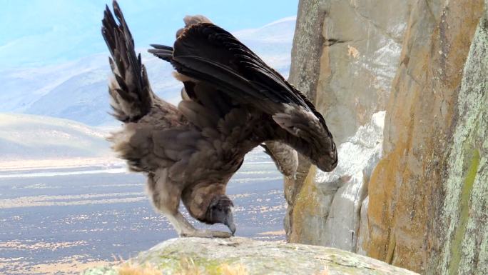 悬崖上的秃鹰野生保护飞禽物种种类生态环境