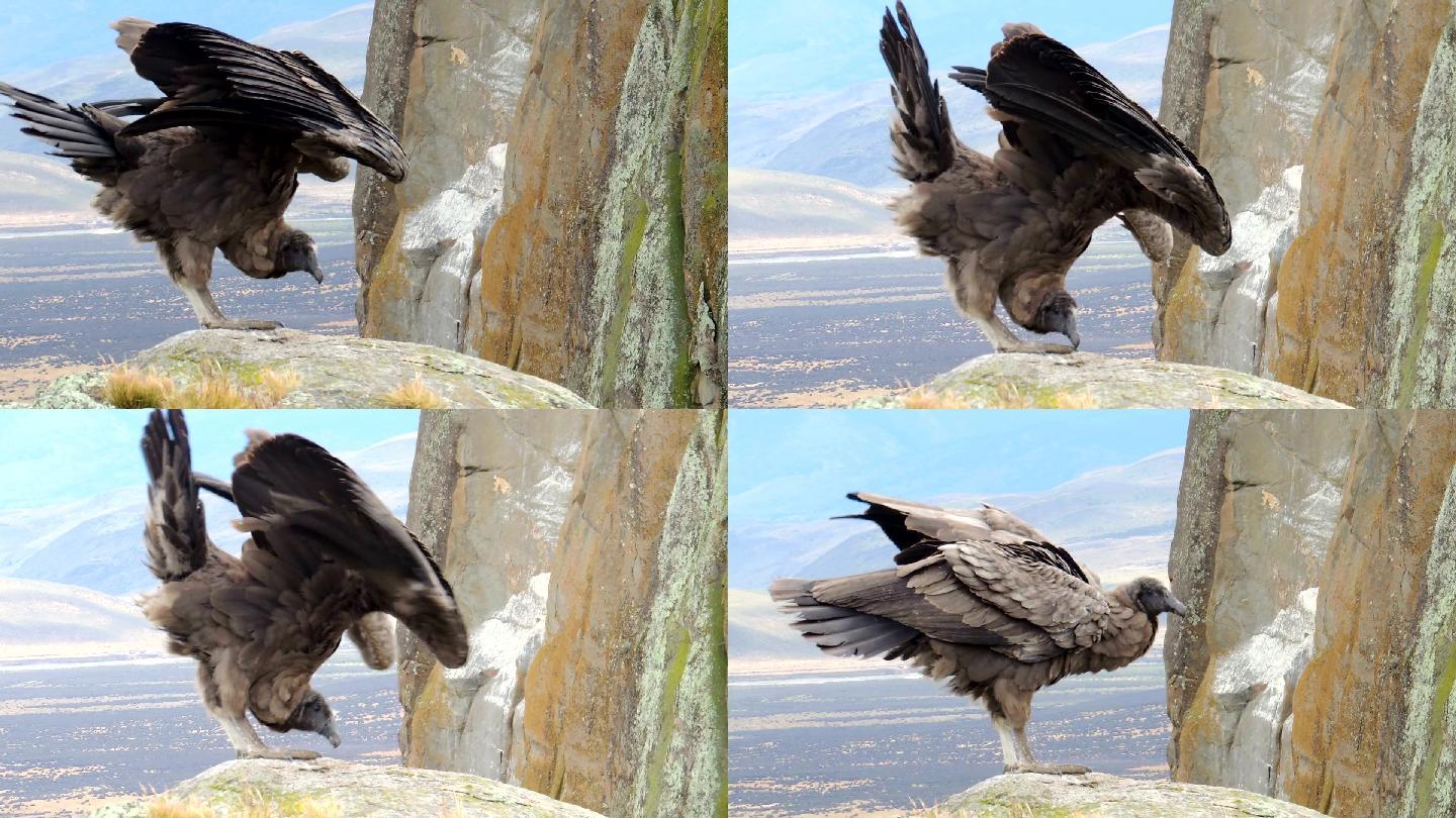 悬崖上的秃鹰野生保护飞禽物种种类生态环境