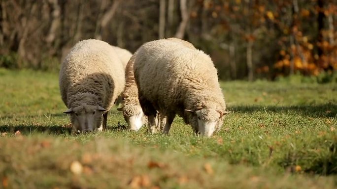 一群羊在山上吃草山羊养殖基地羊毛羊绒澳毛