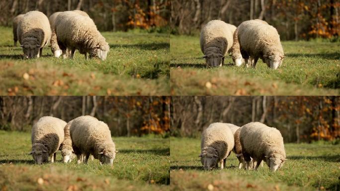 一群羊在山上吃草山羊养殖基地羊毛羊绒澳毛