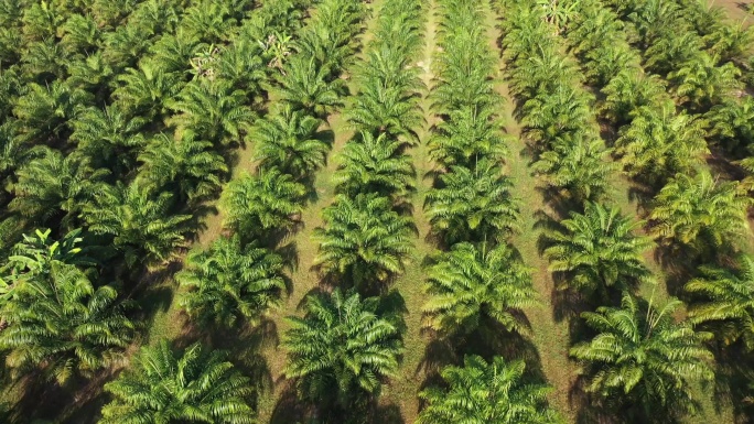 油棕种植园航拍农业三农种植基地绿色生态