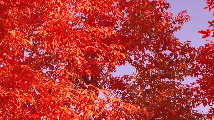 秋色红枫叶枫树火热景色