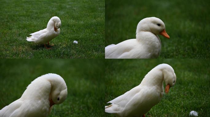 白色鸭子宠物鸭