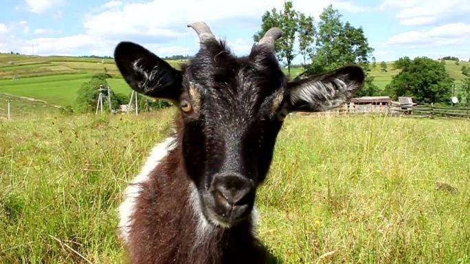 草坪上好奇的山羊羊养羊草地