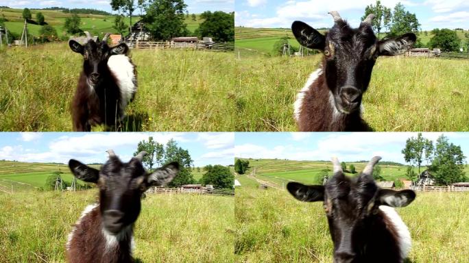 草坪上好奇的山羊羊养羊草地