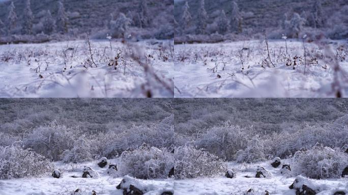 冬日阳光雪地