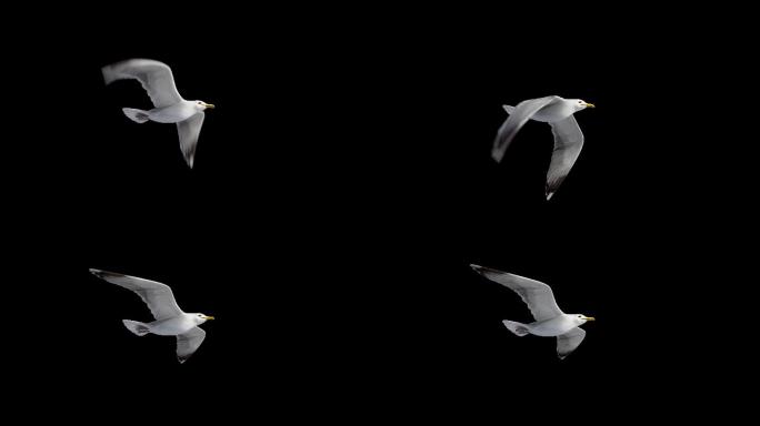 海鸥透明通道小鸟飞翔
