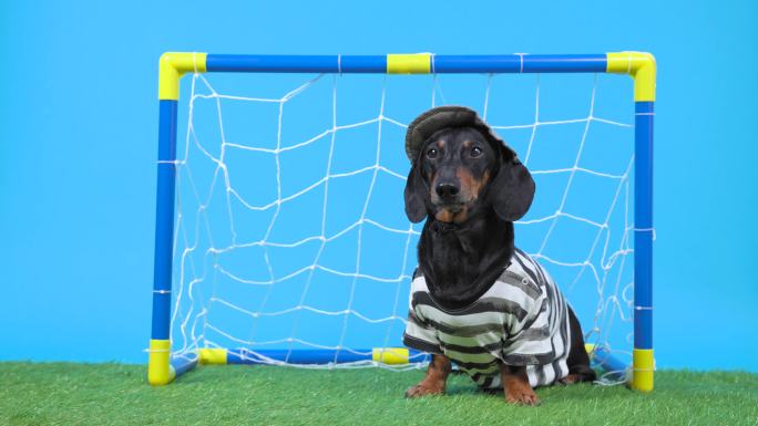 腊肠犬像一个足球守门员，击中一个飞球。
