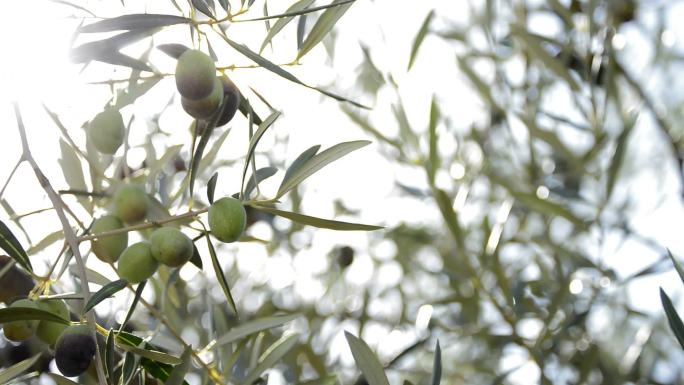 日落时挂在橄榄树枝头的橄榄