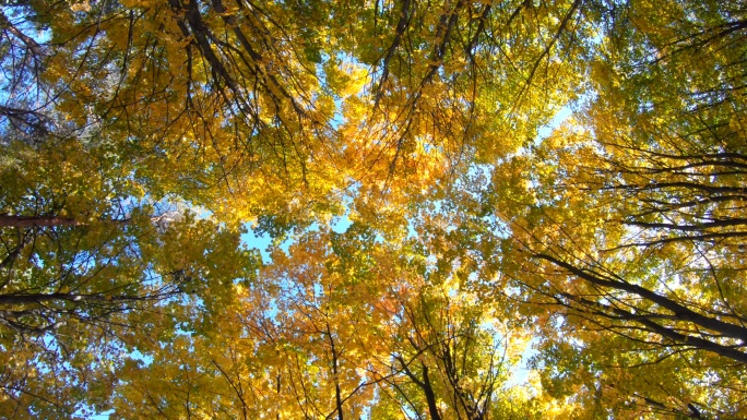 美丽的秋天，金色的森林，蔚蓝的天空。