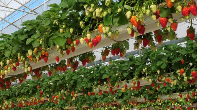 生长在温室下的草莓。