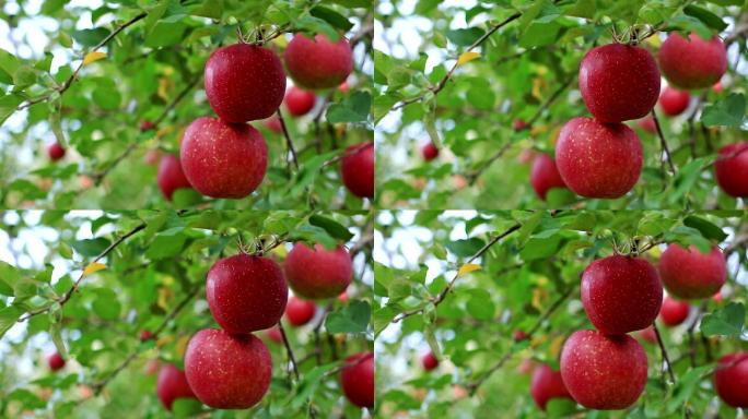 富士品种苹果的种植园。