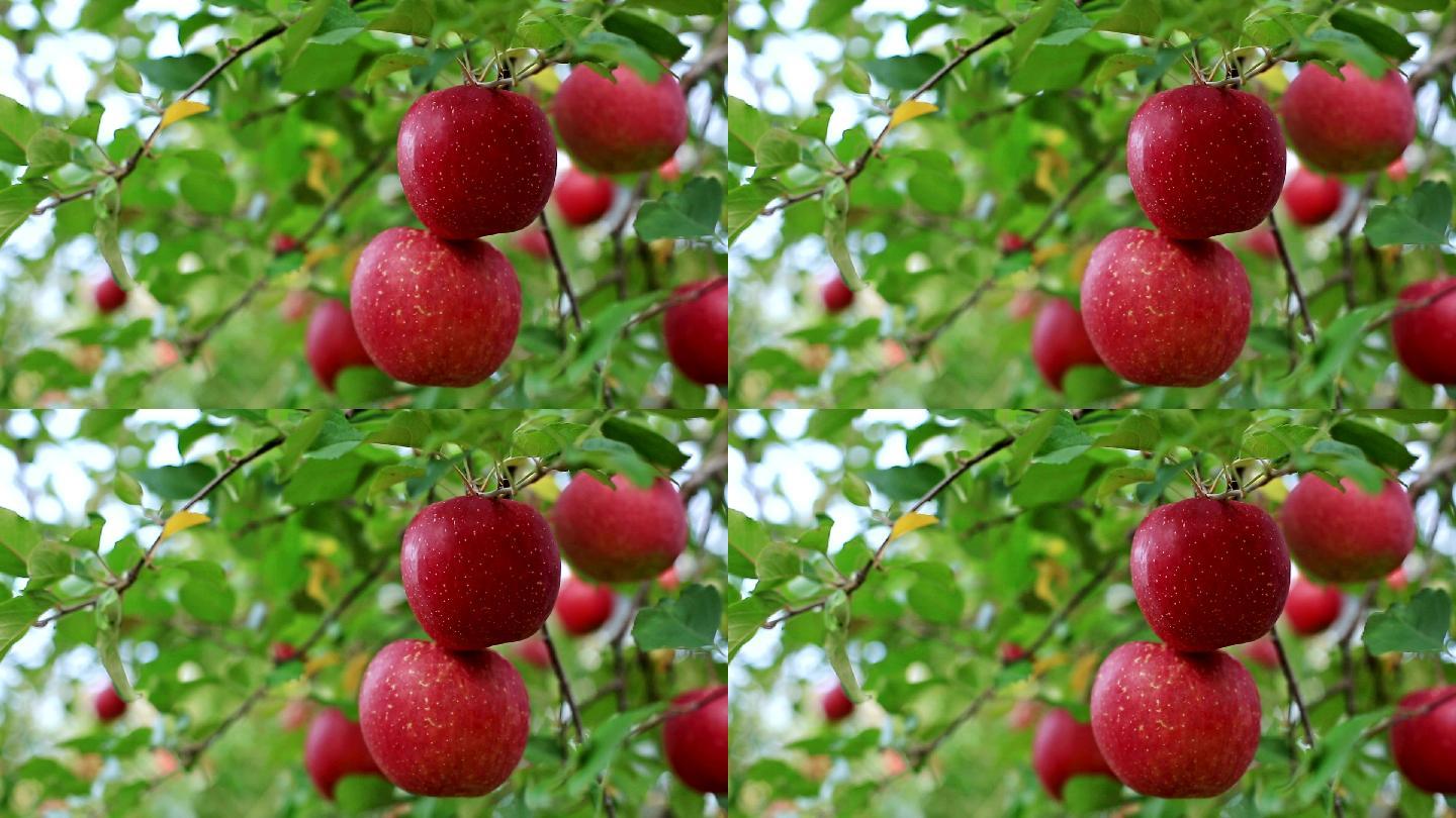富士品种苹果的种植园。