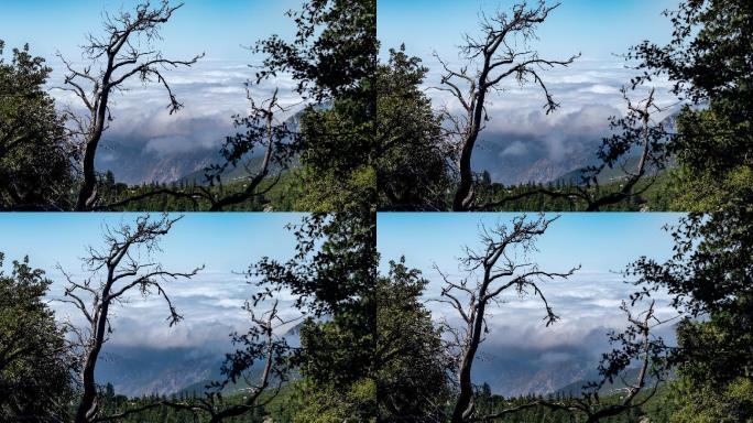 山脉上空的云层山顶云雾枯树