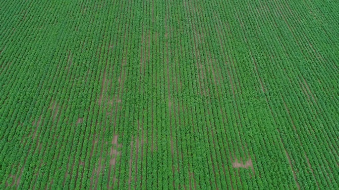 土豆种植