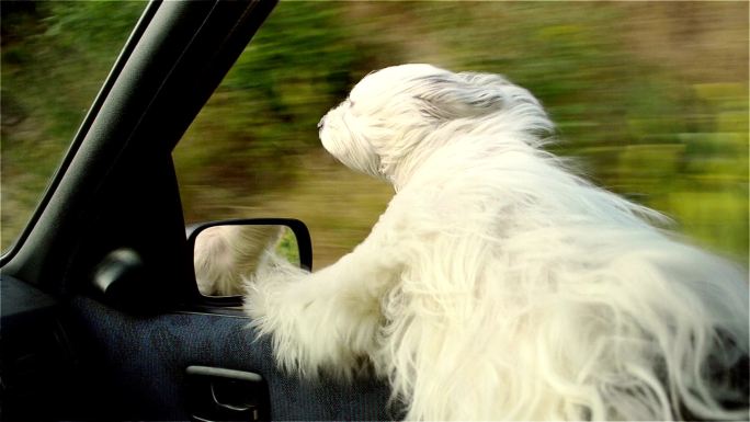 狗从一辆正在行驶的汽车的窗户偷看
