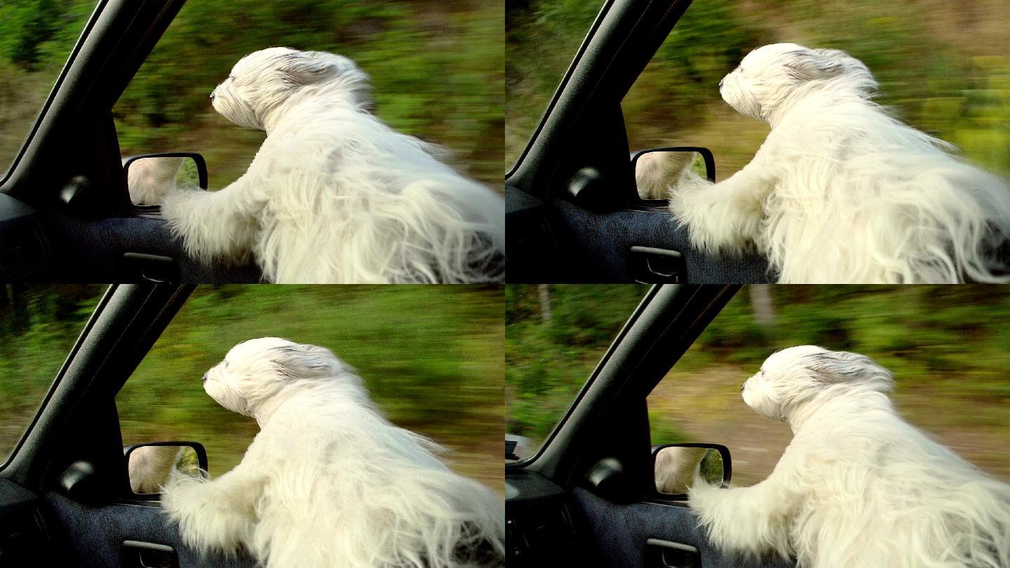 狗从一辆正在行驶的汽车的窗户偷看