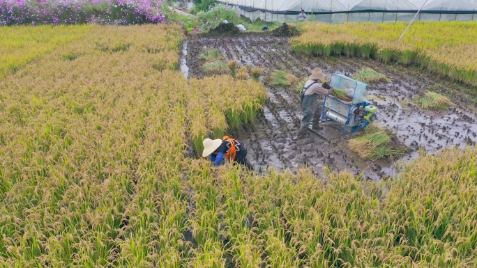 稻田里收割稻谷